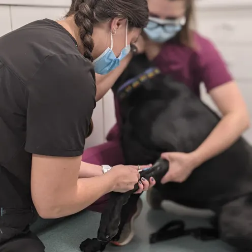 Staff vaccinating a dog at Henniker Veterinary Hospital